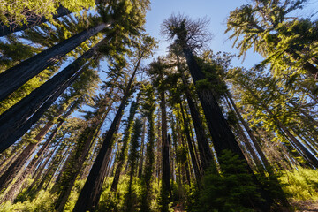 Fototapeta premium Towering coast redwood trees stretching toward the sky along Sequoia Trail in California