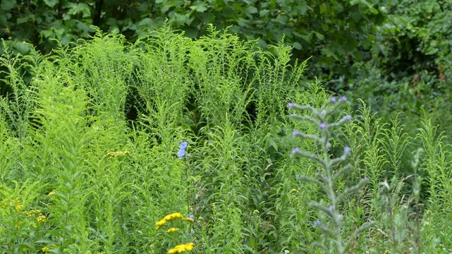 Dense Summer Meadow with Goldenrod Tansy Chicory and Thistles