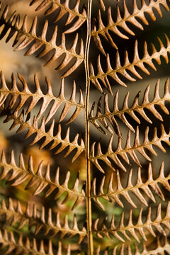 Warm bronze autumn foliage texture with geometric plant structure