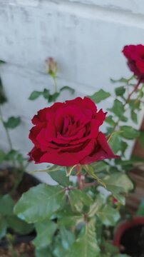 Red rose blooms slowly in soft light with green leaves around