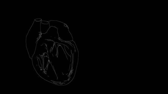 This 3D rendering shows a wireframe model of a human heart clearly illustrating its chambers and vessels as it beats rhythmically in a looped animation.