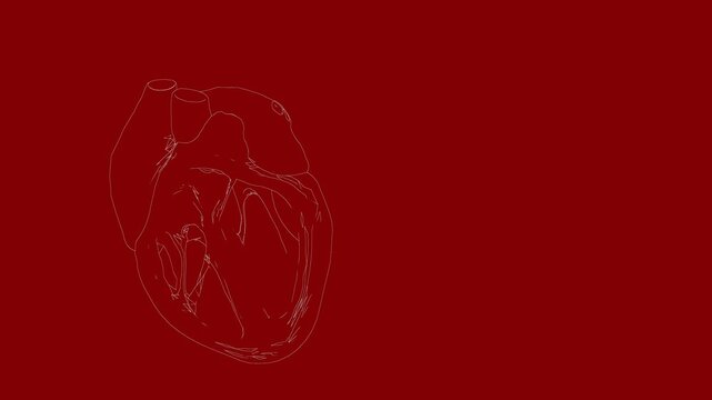 An animated 3D wireframe line render of a human heart beating is displayed against a solid red background, illustrating cardiac motion.