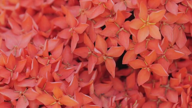 Close-Up Macro of Vibrant Red Ixora Flowers	