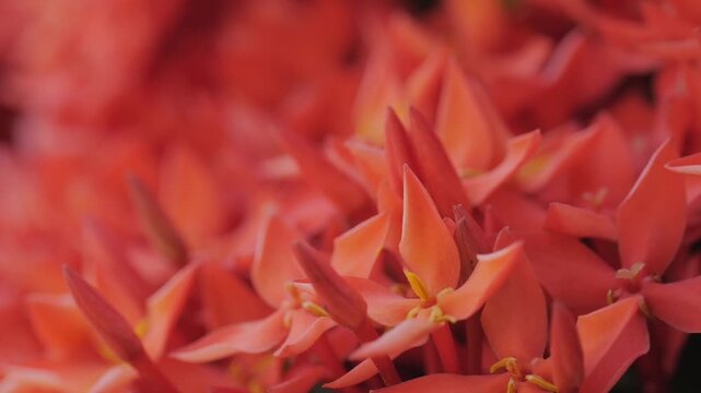 Close-Up Macro of Vibrant Red Ixora Flowers	