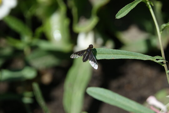 mischievous bee fly (Hemipenthes morio) 