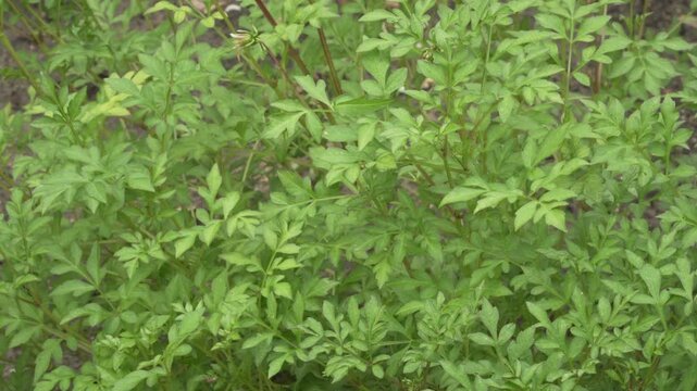 Close up view of vibrant green leaves and stems of Merck dahlia (Dahlia merckii) swaying gently in the wind. Useful for botanical, environmental, and gardening content.