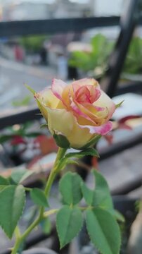 A delicate pink and yellow rosebud slowly opens on a rooftop garden.
