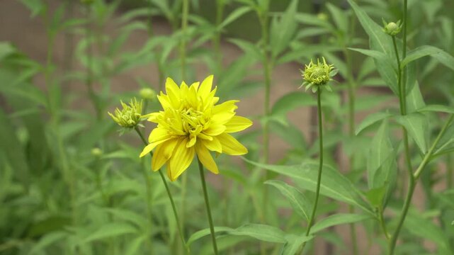Close up view of a double yellow cutleaf coneflower (Rudbeckia laciniata) blooming amidst green foliage. Suitable for gardening, floral displays, and botanical content.