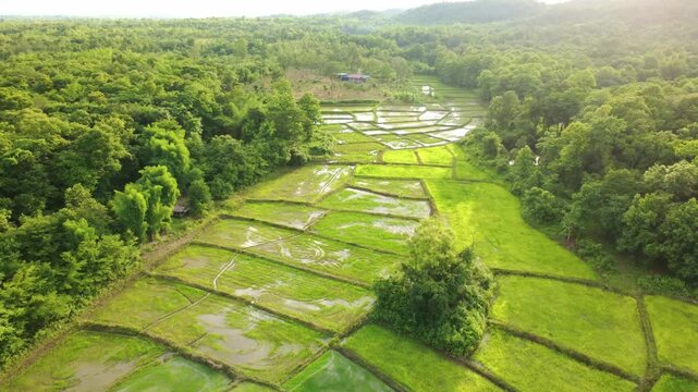 Aerial drone footage showing a patchwork of rice paddy fields divided by narrow dirt paths, with water reflecting the golden sky. Lush green trees surround the countryside farmland, Beautiful nature	