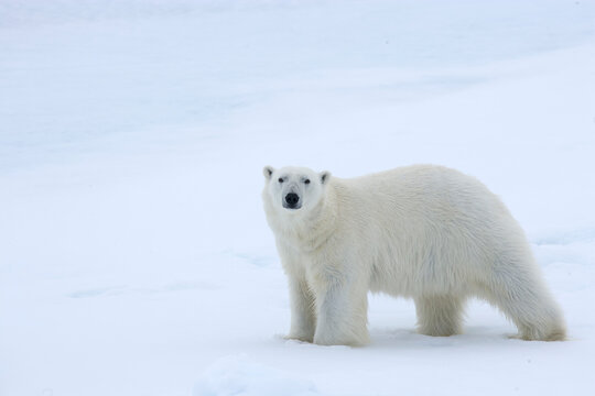 Polar bear in the Arctic