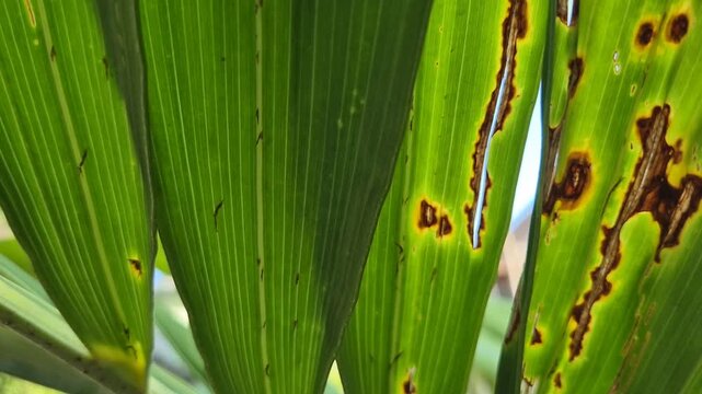 Close Up of Palm Frond Affected by Fungal Leaf Spot Disease and Blight