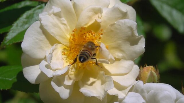  Bee, on yellow rose Flower. Honeybee and Rose.
