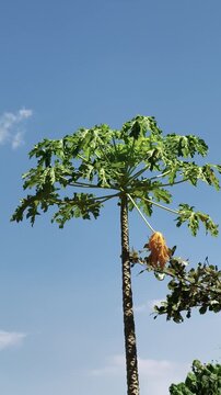 Tall papaya tree sways gently under bright blue sky with single orange flower hanging