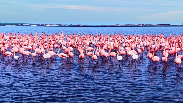 Close view of pink flamingos standing in water, Bulgaria. A dense flock fills the frame beneath a pale evening sky. Aerial view.