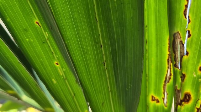 Close Up of Palm Frond Affected by Fungal Leaf Spot Disease and Blight