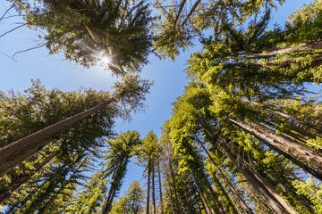 Fototapeta premium Low angle upward view of towering ancient redwood tree canopy in Big Basin State Park