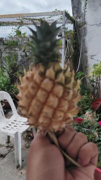 Hand holds ripe pineapple outdoors in garden with flowers and chair
