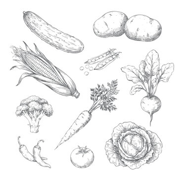 Vintage engraved vegetable collection featuring cucumber corn potatoes peas broccoli carrot beetroot cabbage tomato and chili botanical scientific illustrations isolated on white background