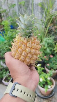 Hand holds small pineapple in garden among potted plants