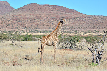 Giraffe © camerawithlegs