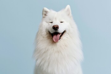 Fototapeta premium The Smiling Samoyed in a Fluffy White Coat against a Soft Blue Studio Background