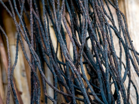 The nearly black rachillae of the Seychelles palm create a beautiful, graphic background. Photographed on Praslin