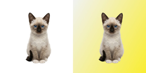 Adorable young siamese kitten sitting upright in transparent background © Design Hobazo
