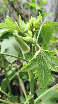 Young okra plant grows with green pods and leaves unfurling upward