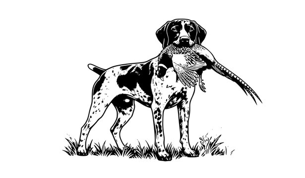 German Shorthaired Pointer with Pheasant Vector &ndash; Bird Hunting Dog Retrieving Game Illustration