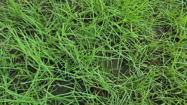 Close Up Shot of Fresh Green Grass Field Texture Moving Slowly
