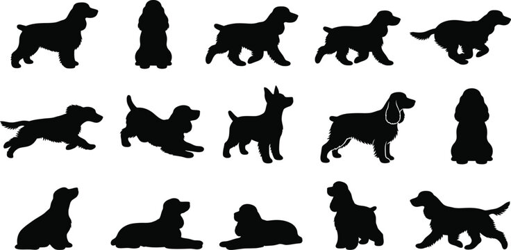 English, Cocker, Spaniel, dog, silhouette, vector, set, collection, standing, sitting, running, walking, pose, pet, canine, purebred, isolated, graphic, design, illustration