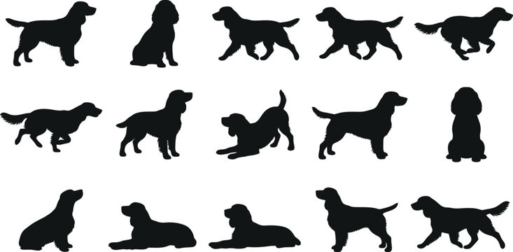 Cocker, Spaniel, dog, silhouette, vector, set, collection, standing, sitting, running, walking, pose, pet, canine, purebred, isolated, graphic, design, illustration, icon