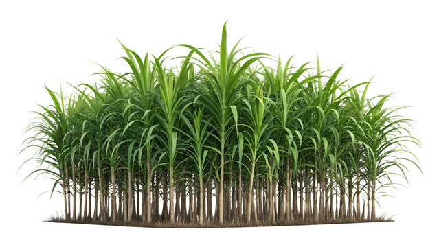 Fresh Green Sugarcane Plant Field Isolated on White Background