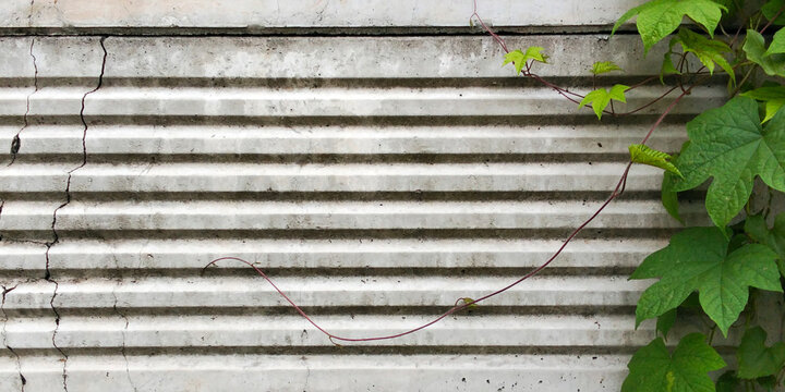 A cracked corrugated fiber-cement wall, adorned with green climbing plants and featuring a weathered texture.