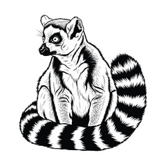 Black and white illustration of a ring-tailed lemur sitting with its iconic striped tail curled around its body, looking to the left. © Shukhi's world 