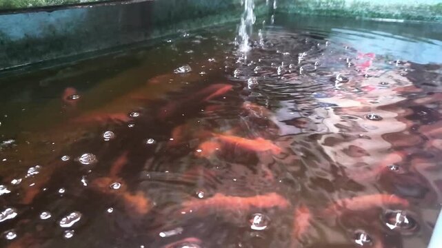 Group of orange koi fish swimming in a dark water tank