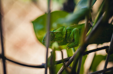 Green chameleon peering through a wire fence enclosure in a garden © Photo Art