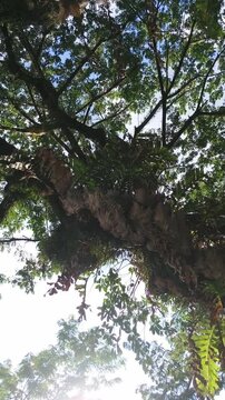Ferns grow lushly on tree branches under bright sky