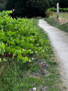 Dirt path winding past vineyards on Camino de Santiago Spain