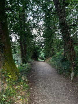 Shaded gravel path winding through lush green forest on Camino de Santiago Spain