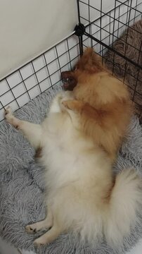 Two fluffy dogs playfully wrestle on a soft bed inside a cage.