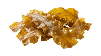 Seaweed kelp brown edible marine algae organic ocean plant isolated on transparent background png file. © Png ProTeam