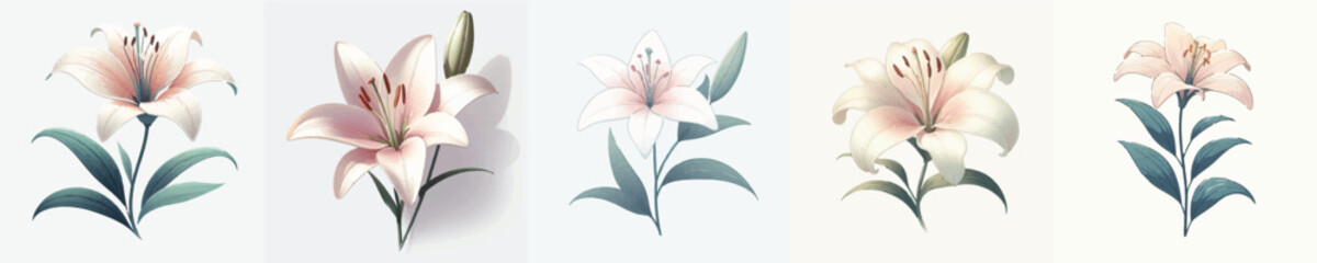 Obraz premium Lily Flower Vector Illustration
