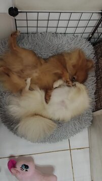 Two fluffy dogs playfully wrestle on a cozy gray bed inside a cage.
