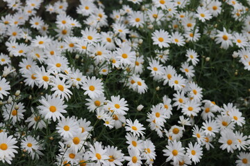field of daisies © Naphatsorn