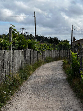Dirt path with rustic fence and grapevines on Camino de Santiago Spain