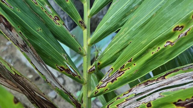 Close Up of Palm Frond Affected by Fungal Leaf Spot Disease and Blight