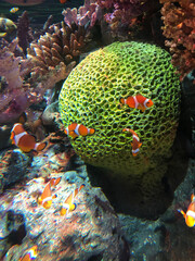 tropical coral reef and fish © Naphatsorn