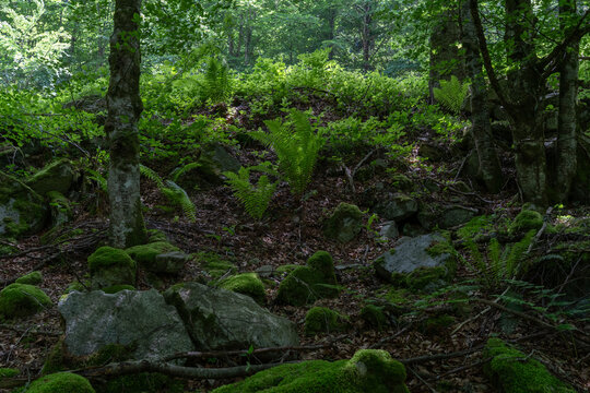 Lush green fern growing on a mossy rocky forest floor lit by a ray of sunlight