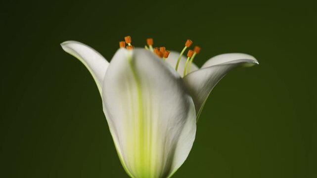 A time-lapse video shows a white lily flower blooming against a dark green background, its petals gracefully unfurling to reveal vibrant orange pollen-covered anthers inside.